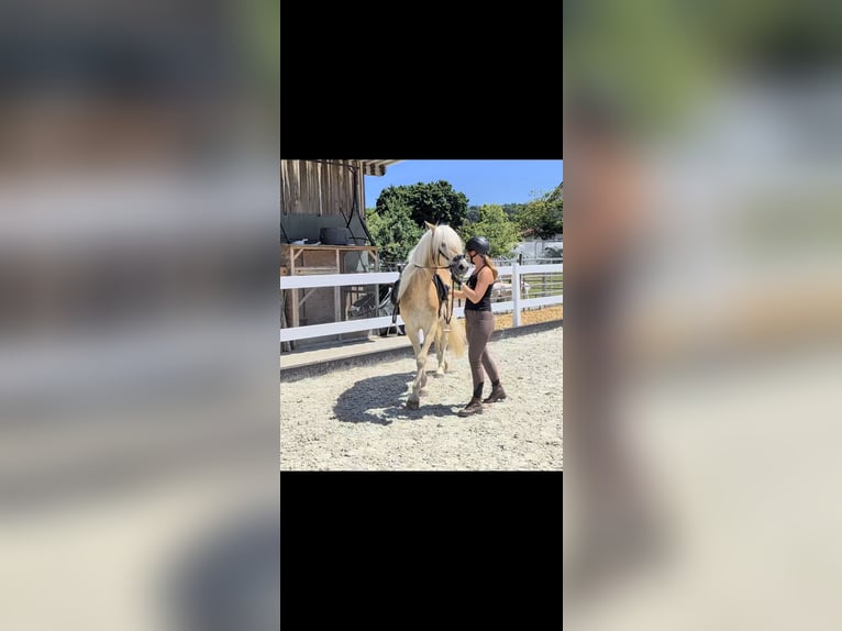 Haflinger Ruin 3 Jaar 147 cm Falbe in Kressbronn am Bodensee