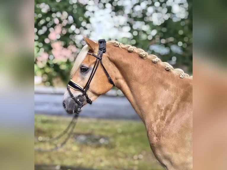 Haflinger Ruin 3 Jaar 148 cm Palomino in Fredenbeck