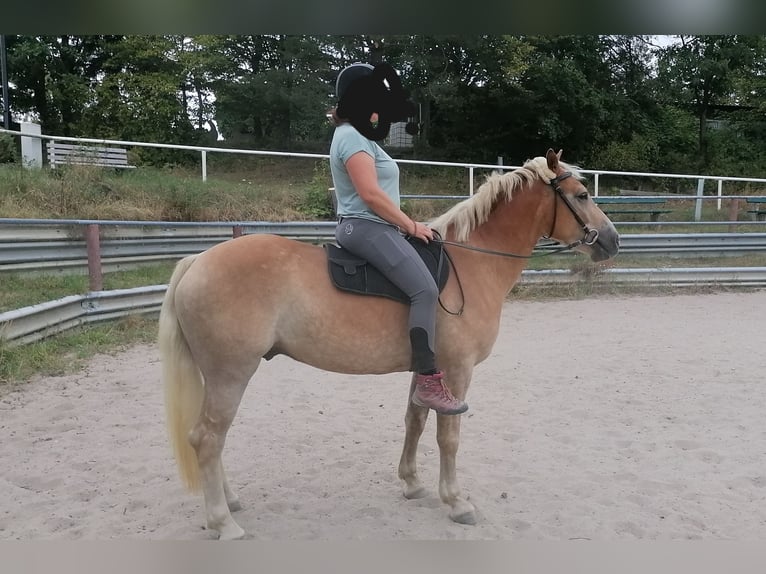 Haflinger Ruin 3 Jaar 148 cm in Heidenrod