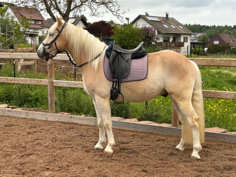 Haflinger Ruin 3 Jaar 148 cm Vos in Engelsbrand