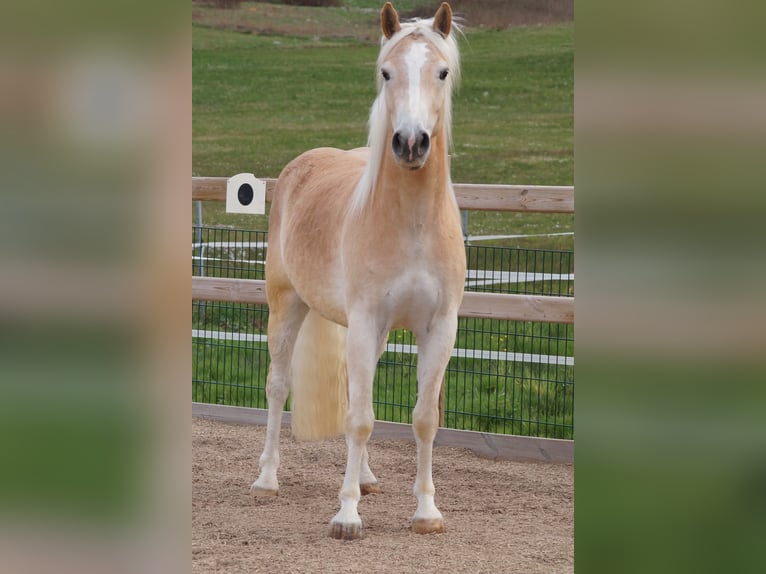 Haflinger Ruin 3 Jaar 148 cm Vos in Engelsbrand