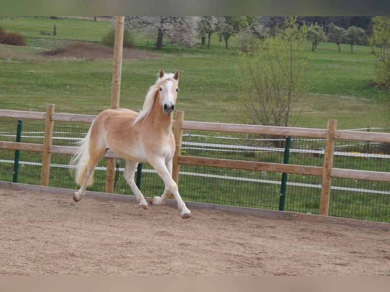 Haflinger Ruin 3 Jaar 148 cm Vos in Engelsbrand