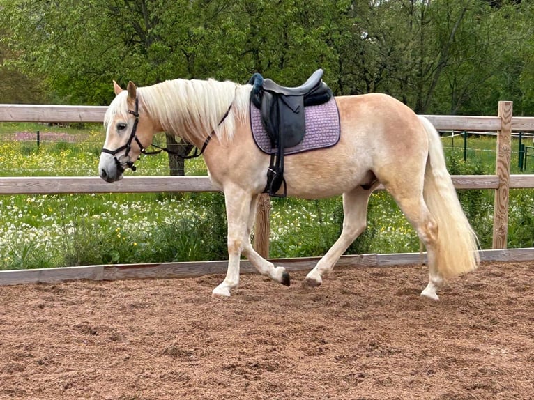 Haflinger Ruin 3 Jaar 148 cm Vos in Engelsbrand