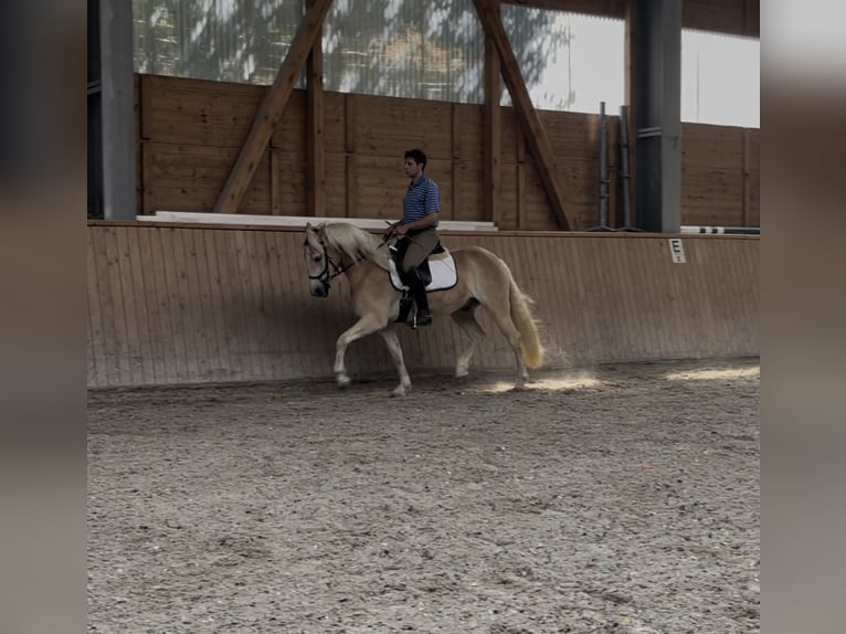 Haflinger Ruin 3 Jaar 148 cm Vos in Engelsbrand
