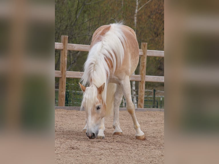 Haflinger Ruin 3 Jaar 148 cm Vos in Engelsbrand
