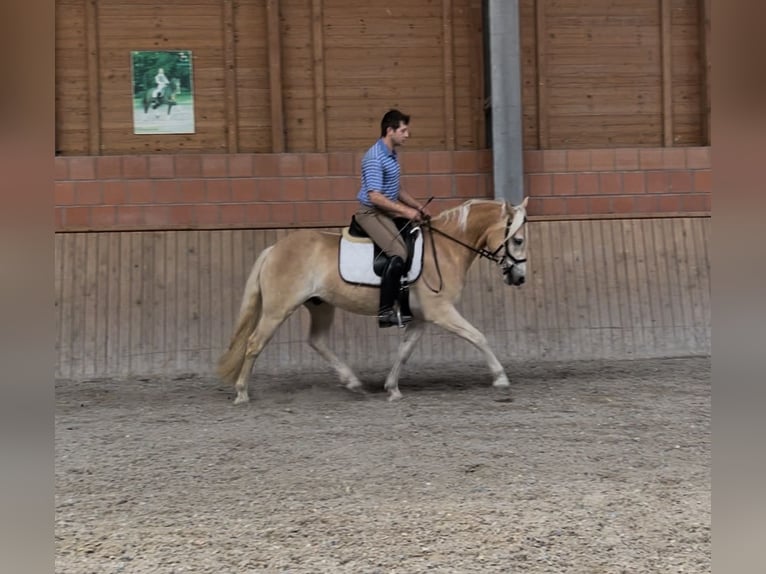Haflinger Ruin 3 Jaar 148 cm Vos in Engelsbrand