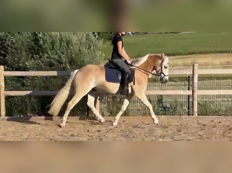 Haflinger Ruin 3 Jaar 148 cm Vos in Engelsbrand