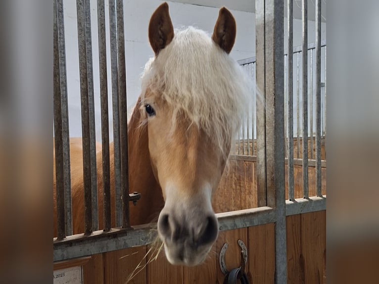 Haflinger Ruin 3 Jaar 148 cm Vos in Königswiesen