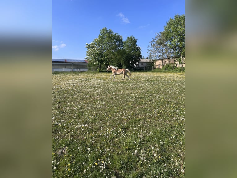 Haflinger Ruin 3 Jaar 148 cm Vos in Neresheim