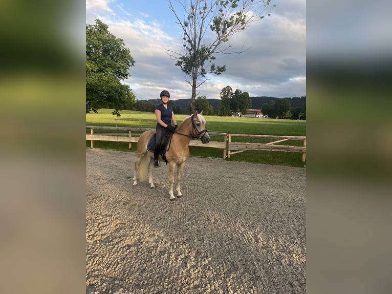 Haflinger Ruin 3 Jaar 148 cm Vos in Fischbachau