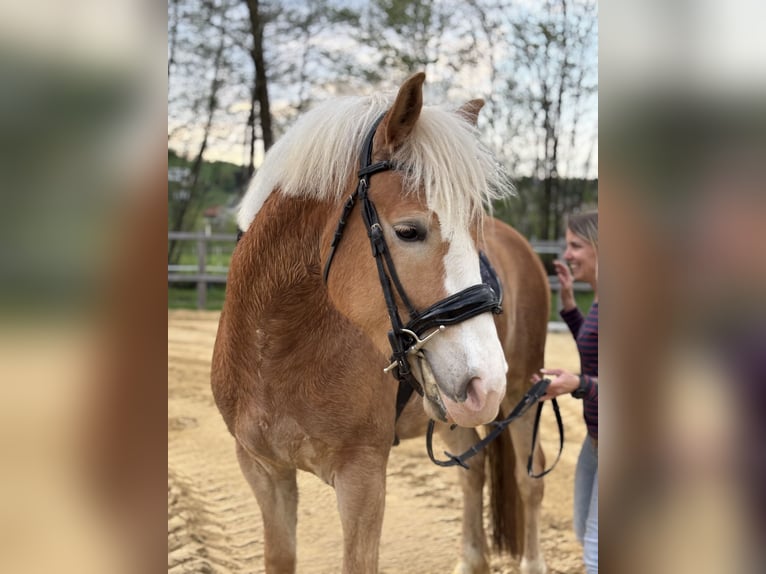 Haflinger Ruin 3 Jaar 148 cm Vos in Steinakirchen