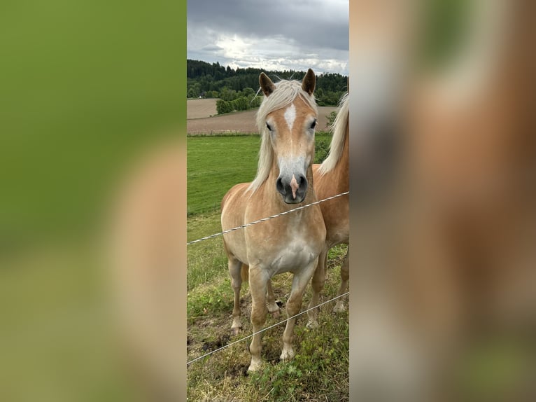 Haflinger Ruin 3 Jaar 149 cm Vos in St.veit an der Glan