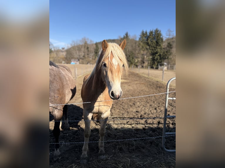 Haflinger Ruin 3 Jaar 149 cm Vos in St.veit an der Glan