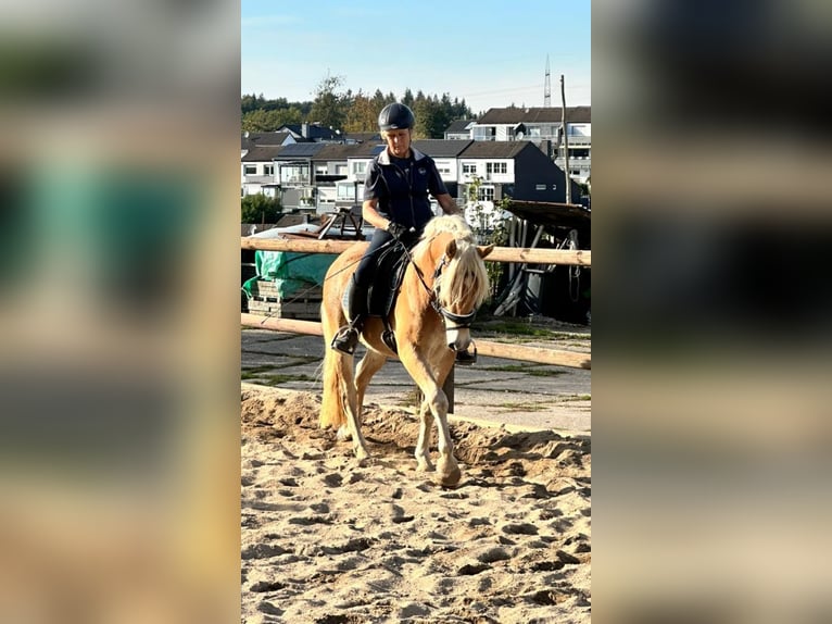 Haflinger Ruin 3 Jaar 150 cm Vos in Remscheid
