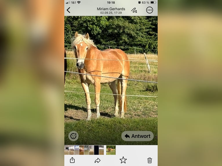 Haflinger Ruin 3 Jaar 150 cm Vos in Remscheid