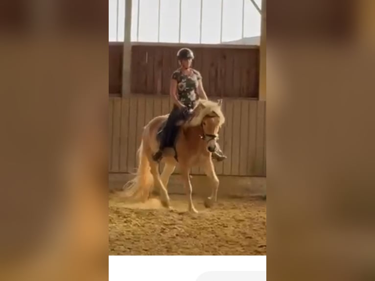 Haflinger Ruin 3 Jaar 150 cm Vos in Remscheid