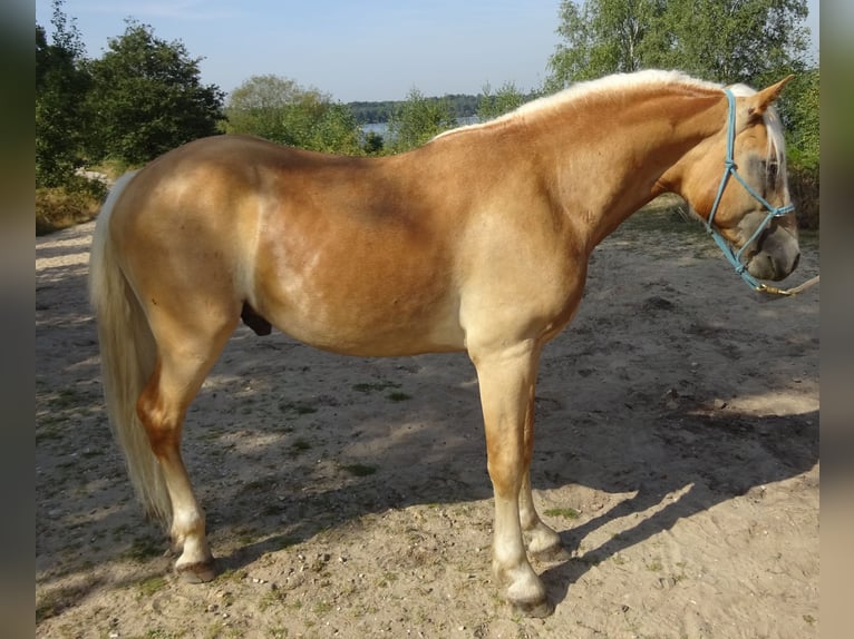 Haflinger Ruin 3 Jaar 150 cm Vos in Well L