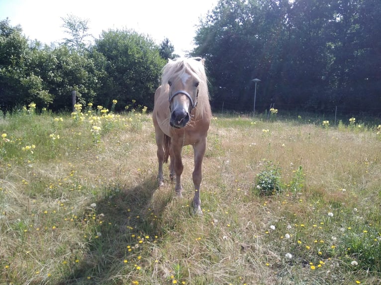 Haflinger Ruin 3 Jaar 150 cm Vos in Well L