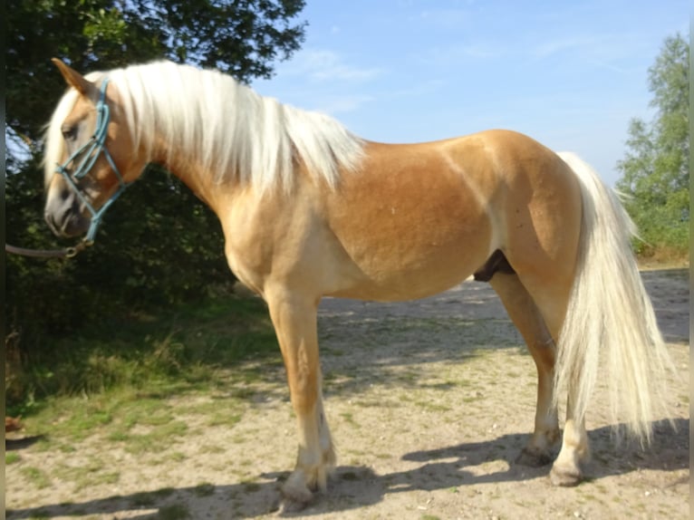 Haflinger Ruin 3 Jaar 150 cm Vos in Well L