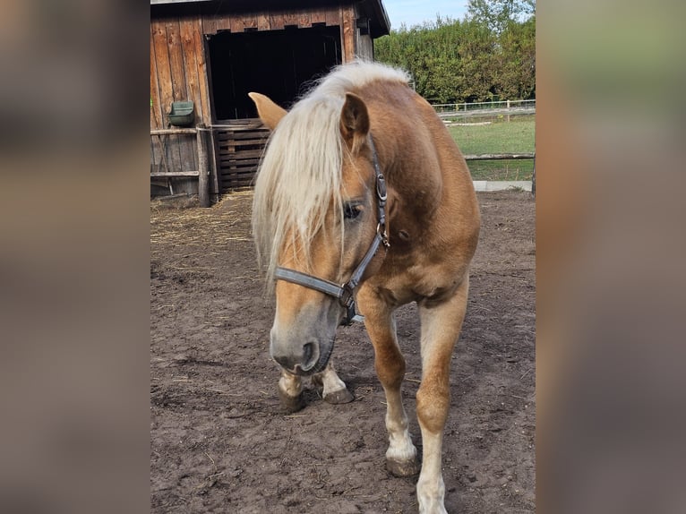 Haflinger Ruin 3 Jaar 150 cm Vos in Well L