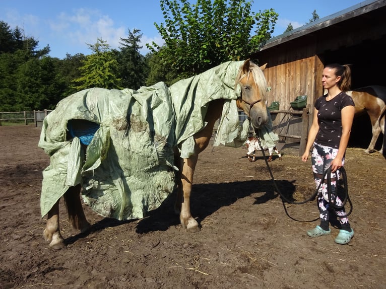 Haflinger Ruin 3 Jaar 150 cm Vos in Well L