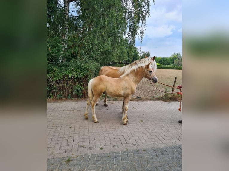 Haflinger Ruin 3 Jaar 150 cm Vos in Well L