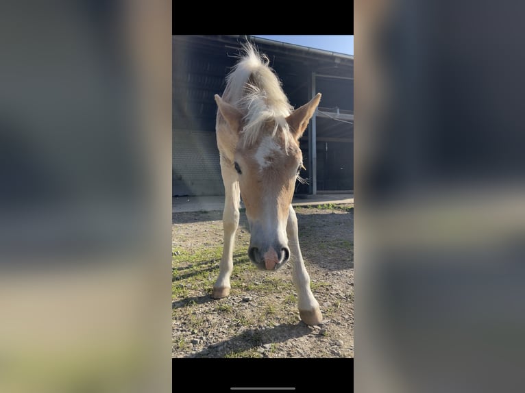 Haflinger Ruin 3 Jaar 150 cm Vos in Rösrath