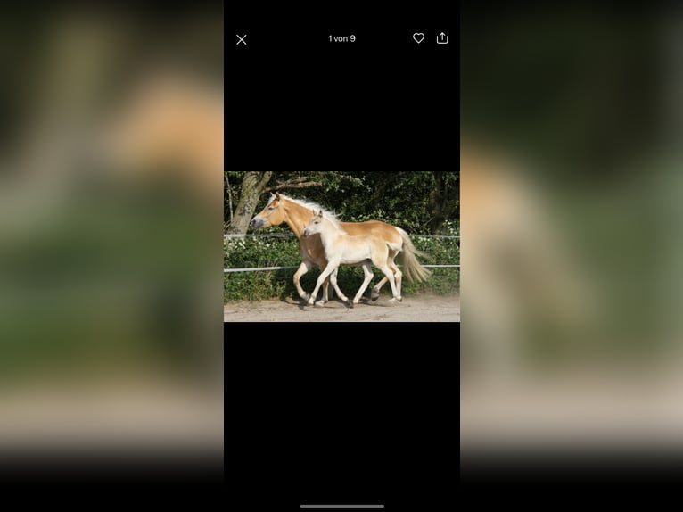 Haflinger Ruin 3 Jaar 150 cm Vos in Rösrath