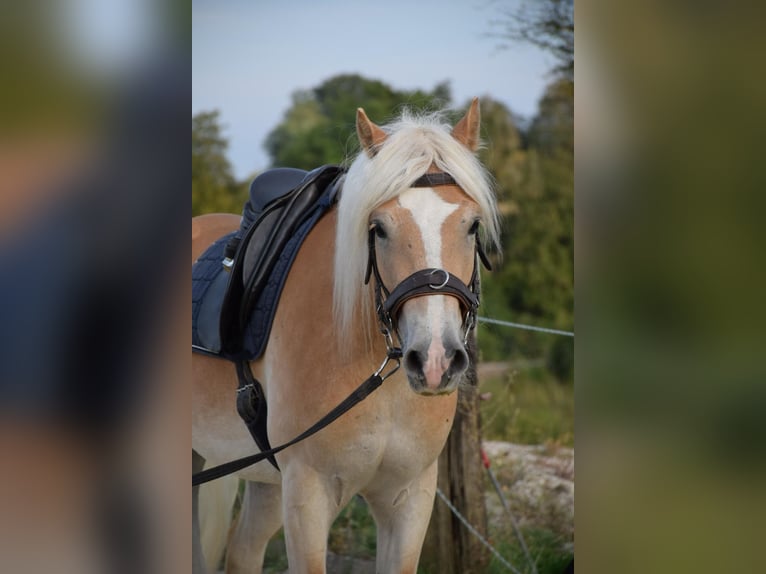 Haflinger Ruin 3 Jaar 150 cm Vos in Ried im Innkreis
