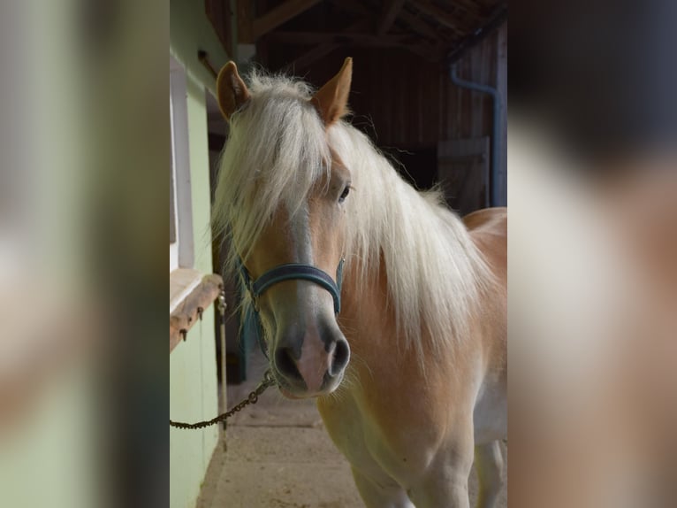 Haflinger Ruin 3 Jaar 150 cm Vos in Ried im Innkreis