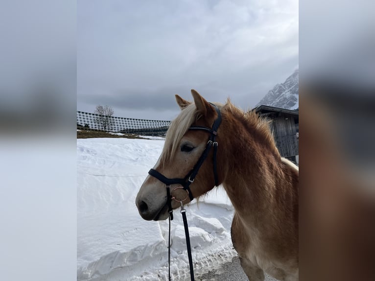 Haflinger Ruin 3 Jaar 150 cm Vos in Schönberg im Stubaital