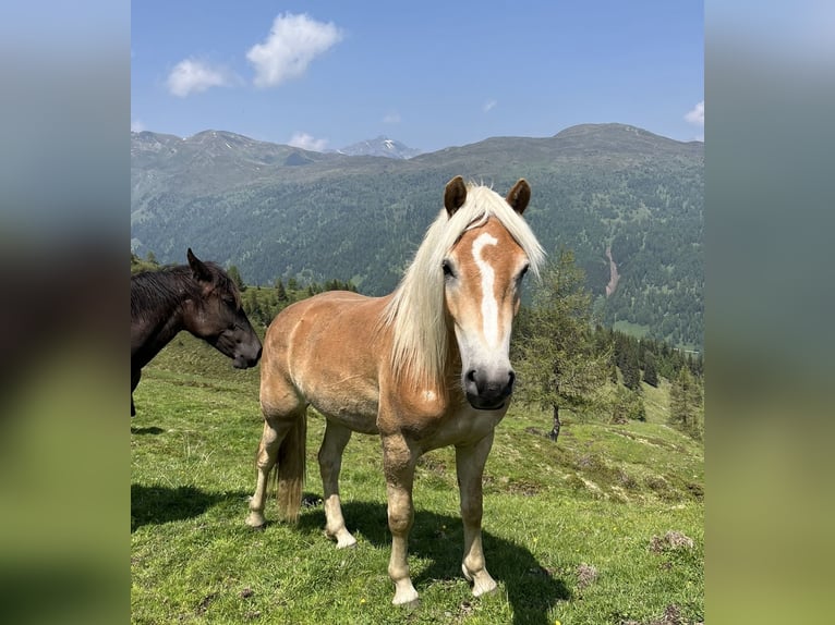 Haflinger Ruin 3 Jaar 150 cm Vos in Schönberg im Stubaital