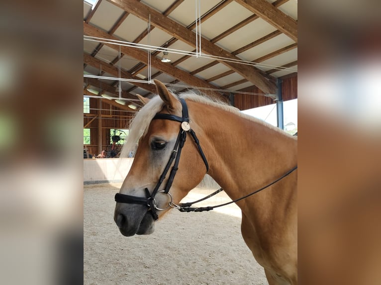 Haflinger Ruin 3 Jaar 151 cm Vos in Schleedorf