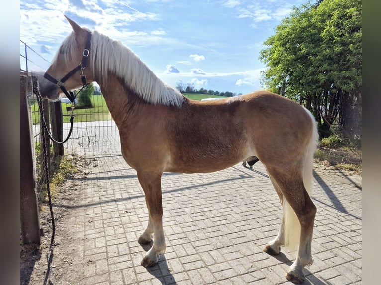 Haflinger Ruin 3 Jaar 152 cm in Kraichtal