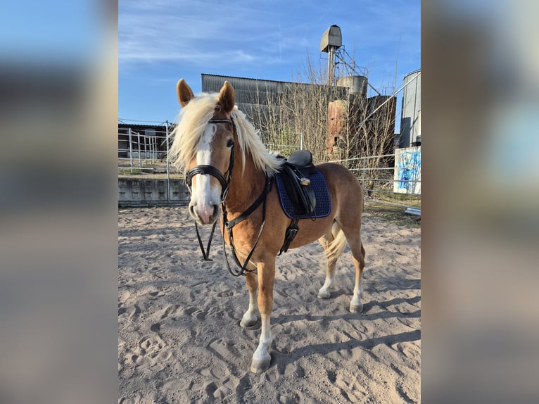 Haflinger Ruin 3 Jaar 152 cm in Kraichtal