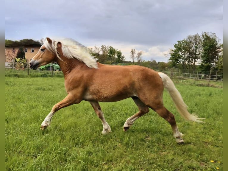 Haflinger Ruin 3 Jaar 152 cm in Kraichtal