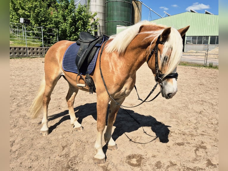 Haflinger Ruin 3 Jaar 152 cm in Kraichtal