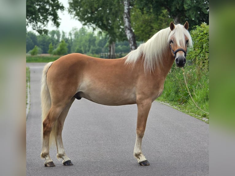 Haflinger Ruin 3 Jaar 152 cm Palomino in Someren