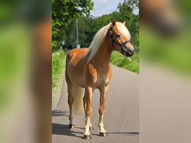Haflinger Ruin 3 Jaar 152 cm Palomino in Someren