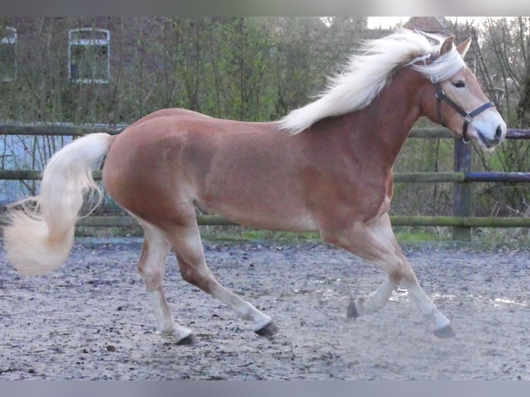 Haflinger Ruin 3 Jaar 152 cm  in Dorsten
