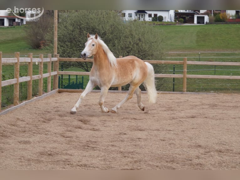 Haflinger Ruin 3 Jaar 152 cm Vos in Engelsbrand