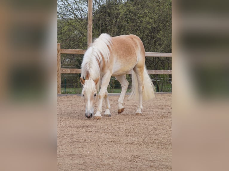 Haflinger Ruin 3 Jaar 152 cm Vos in Rottenbuch