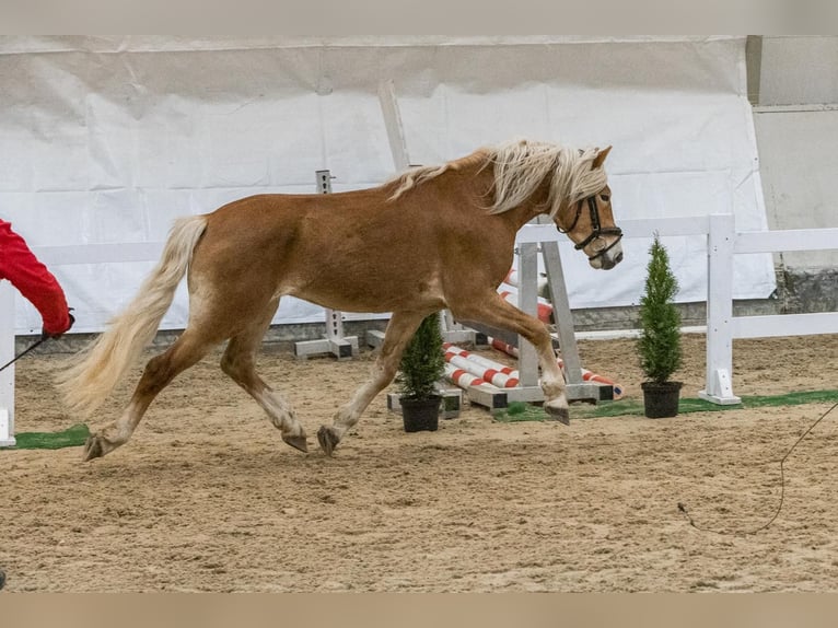 Haflinger Ruin 3 Jaar 152 cm Vos in Schleedorf