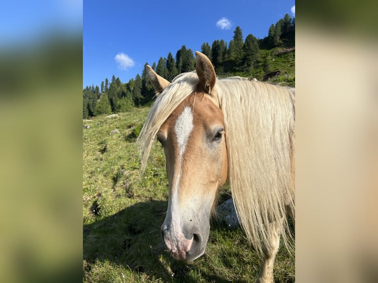 Haflinger Ruin 3 Jaar 152 cm Vos in Laufen