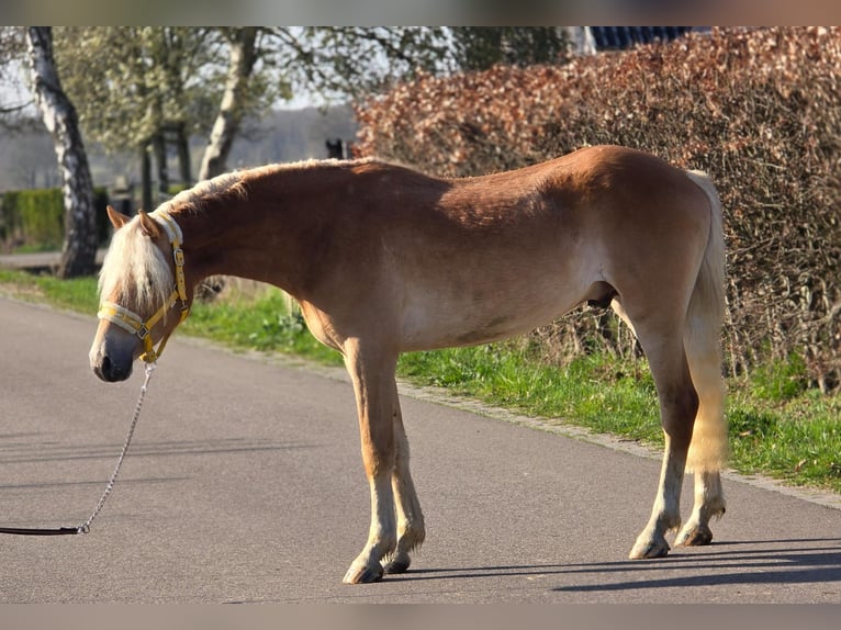 Haflinger Ruin 3 Jaar 153 cm Palomino in Someren