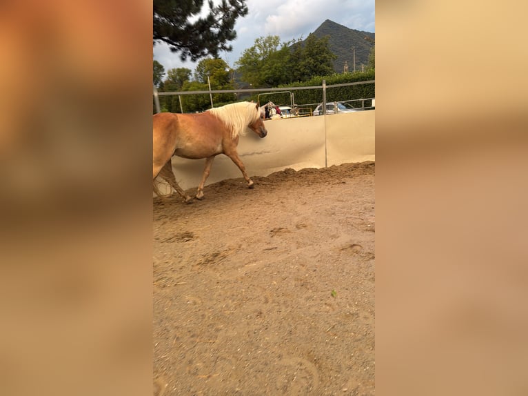 Haflinger Ruin 3 Jaar 153 cm Palomino in Vall&#x27;Alta