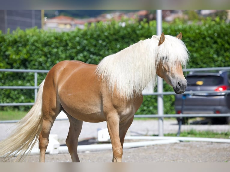 Haflinger Ruin 3 Jaar 153 cm Palomino in Vall&#x27;Alta