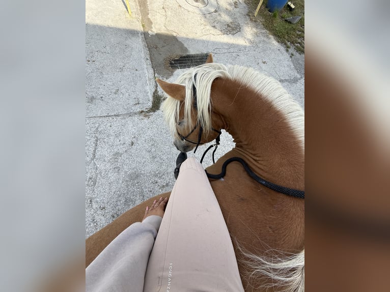 Haflinger Ruin 3 Jaar 153 cm Palomino in Vall&#x27;Alta