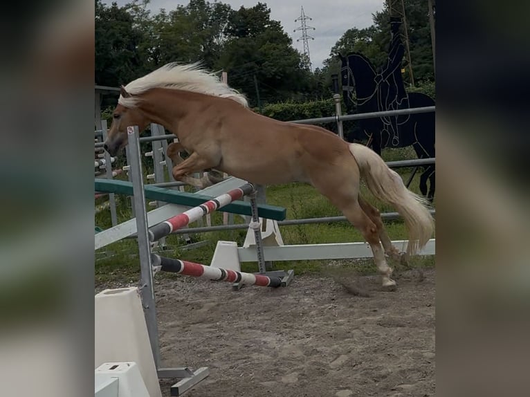 Haflinger Ruin 3 Jaar 153 cm Palomino in Vall&#x27;Alta