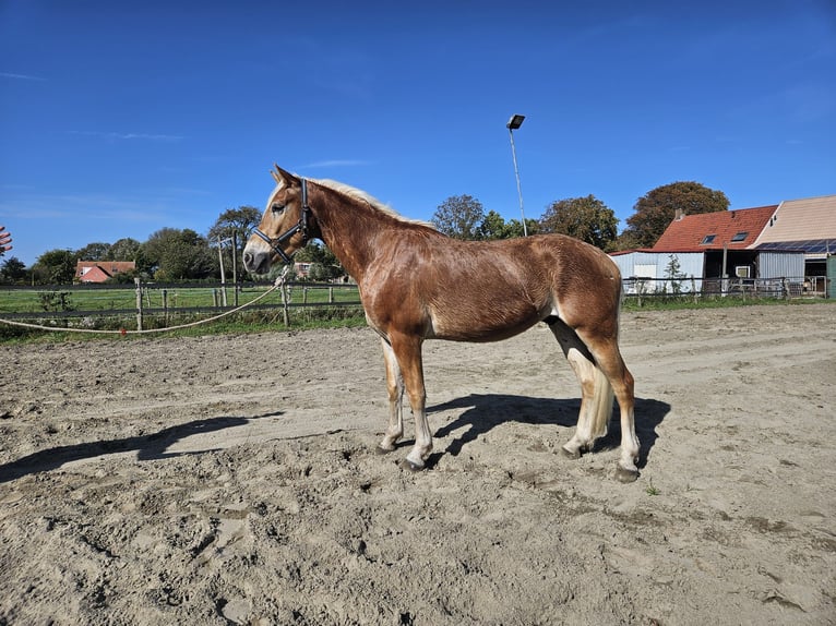 Haflinger Ruin 3 Jaar 153 cm in Serooskerke